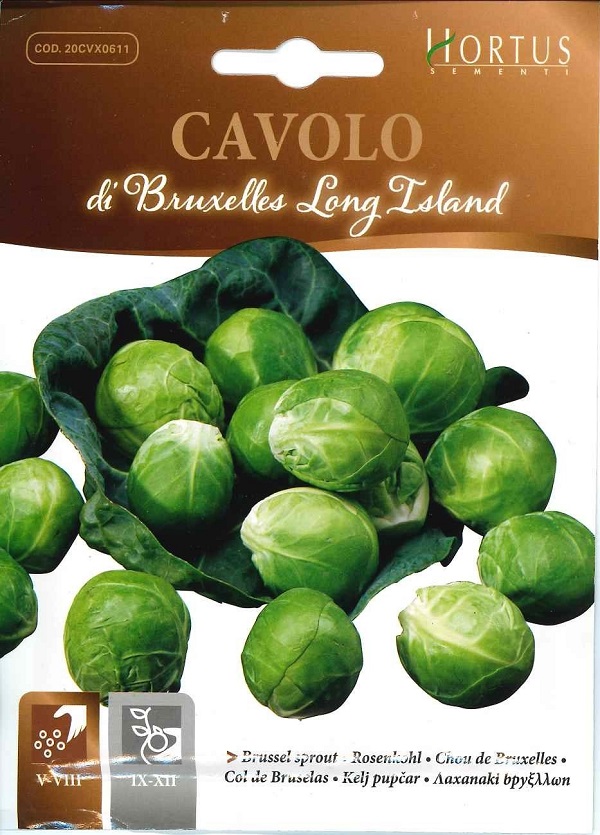 楽天市場 輸入種子 Hortus Di Bruxelles Long Islandブリュッセルスプラウツロングアイランドホルタス社 Ivy 楽天市場 輸入種子 Hortus Di Bruxelles Long Islandブリュッセルスプラウツロングアイランドホルタス社 Ivy