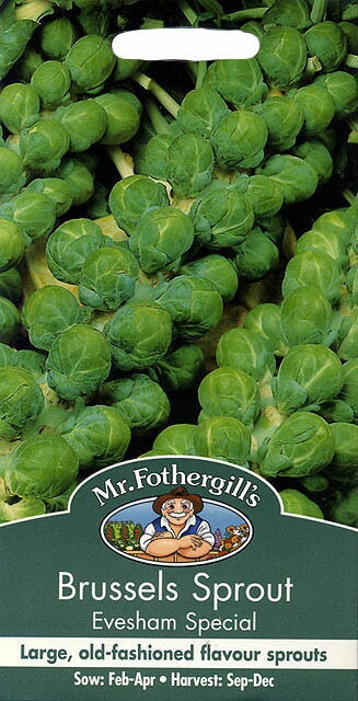 楽天市場 輸入種子 Hortus Di Bruxelles Long Islandブリュッセルスプラウツロングアイランドホルタス社 Ivy