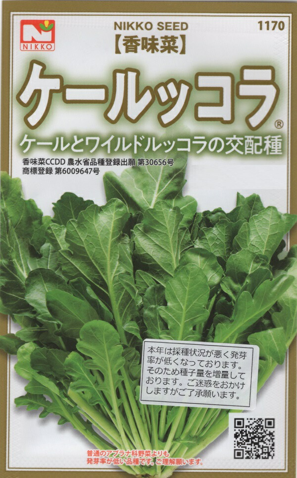 ＊ルッコラページ＊ 香味菜】「チンゲンルッコラ 128穴セル苗」【受注生産：受注より
