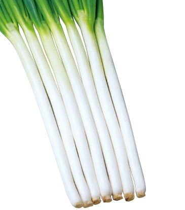 楽天市場】ねぎ 名月一文字 ペレット種子 2L 5000粒 タキイ種苗(株