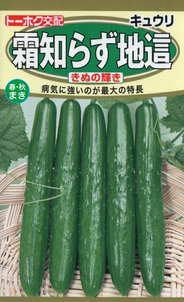 楽天市場】【種子】秋どりきゅうり はやみどり トーホクのタネ : Ivy