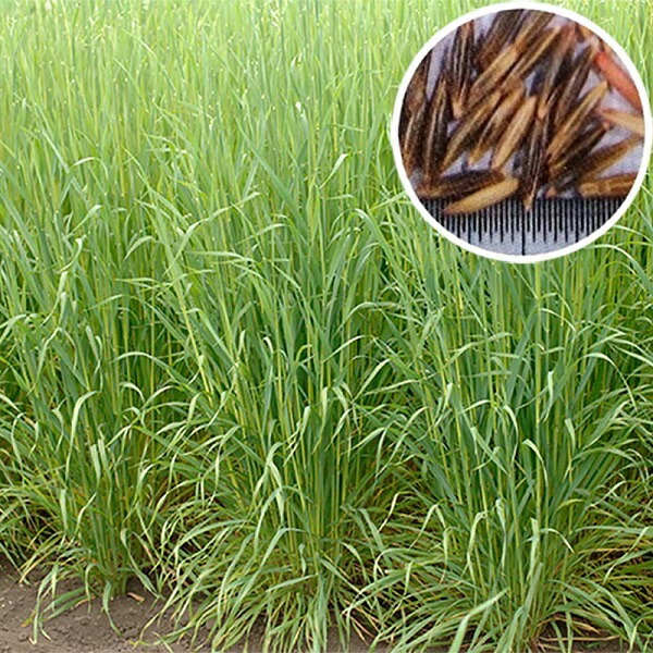 野菜種子 アウェナ ストリゴサ（エンバク野生種） 緑肥用エンバク（えん麦）ヘイオーツ 10kg 【お取り寄せ】 雪印種苗のタネ
