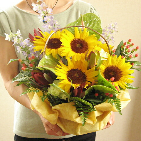 送料 クール便代金込み ヒマワリ 緑アンスリウムのアレンジメント 花かご 6 160円コース お届けは9月10日まで ひまわり 誕生日 フラワーギフト 花 誕生祝い フラワー アンセリウム ギフト お中元 暑中お見舞い 残暑見舞い Giosenglish Com