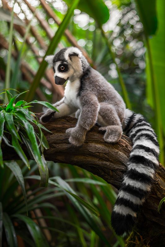 ケーセン ぬいぐるみ Kosen ワオキツネザル 45cm Lemur / Katta 【 リアル 動物 猿 サル 狐猿 置物 インテリア ギフト プレゼント クリスマス 】｜テディベア専門店　アイビールーム