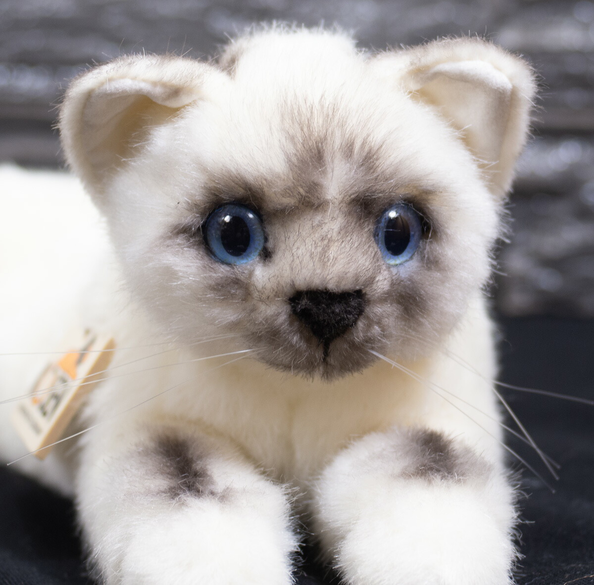 楽天市場 ケーセン ぬいぐるみ Kosen ビルマねこ バーマン 41cm ネコ 猫 ねこの ねこ ネコ 猫 リアル 動物 テディベア専門店 アイビールーム