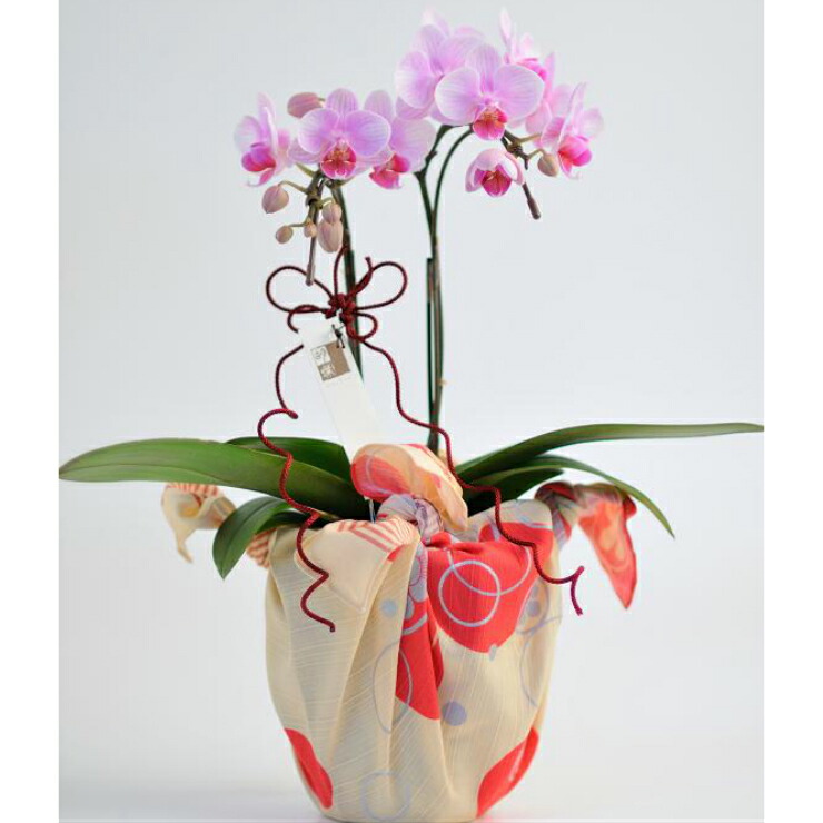 ポイント10倍 楽天市場 開店祝い 小さめ 胡蝶蘭 ピンク系 花 新築祝い 商売繁盛 祈願 おしゃれ お祝い プレゼント 贈り物 ギフト ピンク 豪華 和風 風呂敷 ラッピング 還暦 古希 喜寿 米寿 長寿 結婚 退職 定年 誕生日 新築 記念品 記念 大きさ