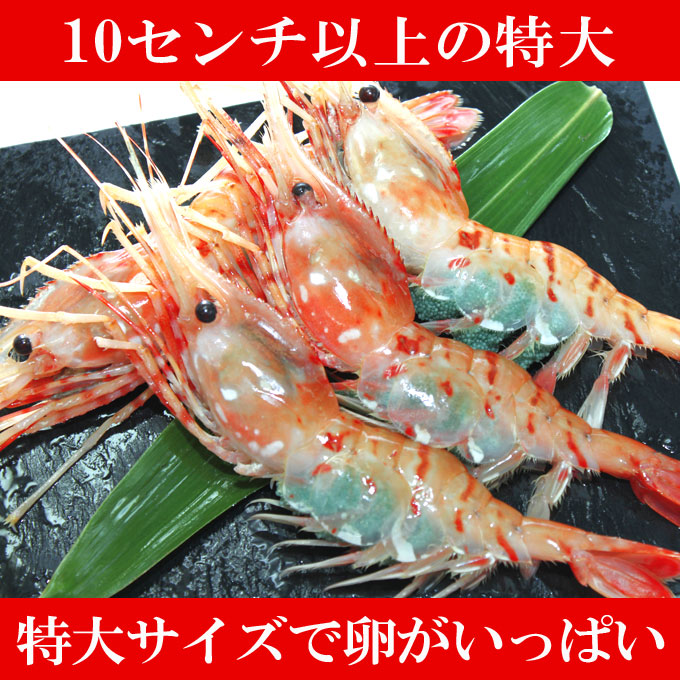 楽天市場 天然 ボタンエビ 1kg 特大17 18尾 送料無料 残りあとわずか お取り寄せグルメ サーモン専門店岩松 楽天市場 天然 ボタンエビ 1kg 特大17 18尾 送料無料 残りあとわずか お取り寄せグルメ サーモン専門店岩松