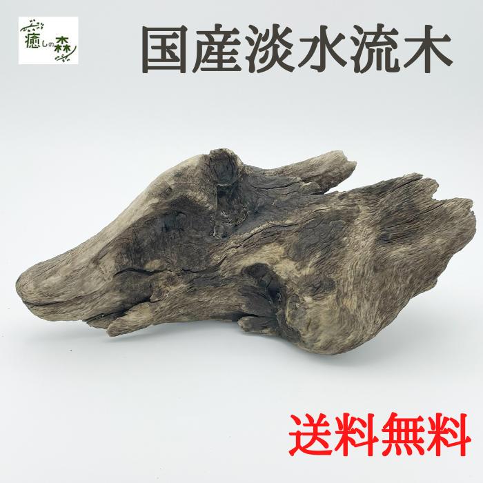 自然流木 Mサイズj １点物 30 80cm水槽用 水槽を豪華に 魚の隠れ家 プレゼント 淡水流木 煮沸消毒済 熱帯魚 金魚 爬虫類 盆栽 玄関 床の間 装飾品 置物 オブジェ 特価商品