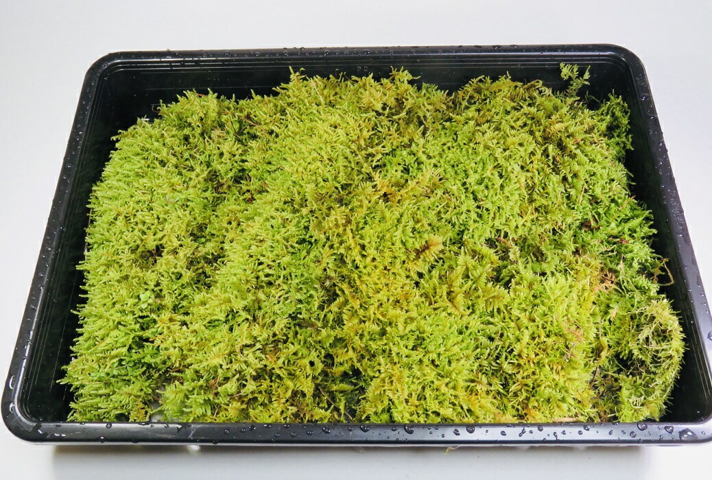 送料無料 お得なハイゴケ大トレー3枚セット 苔玉 苔テラリウム 苔庭 新鮮 大容量 ハイゴケ育苗トレー 50 5cm 35cm 7 5cm 3枚セット 苔玉作りに最適 たっぷり使える大容量 Bixahuman Com