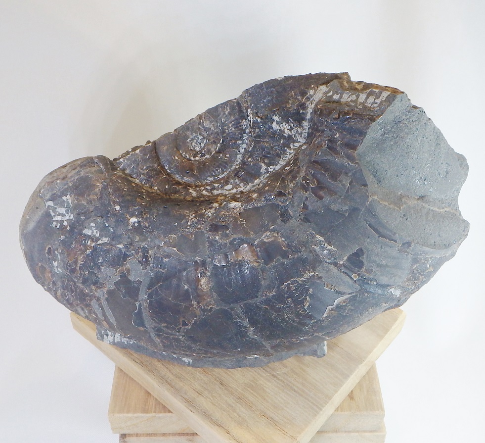 楽天市場】a058 メタプラセンチセラス標本 //アンモナイト/ 化石 