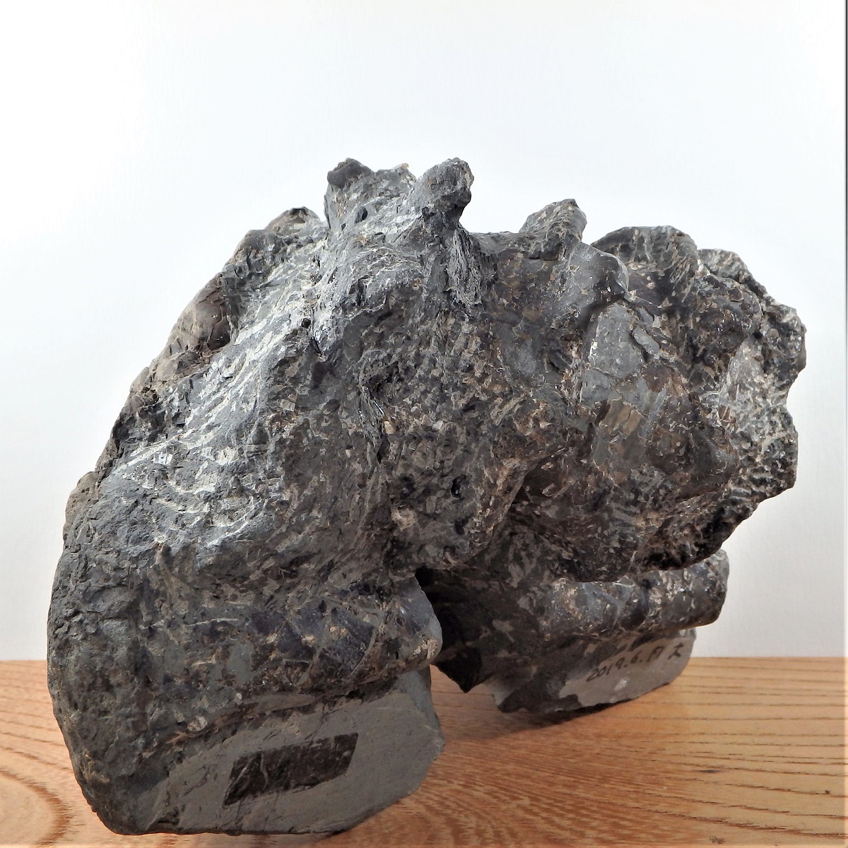 H047 大型ムラモトセラス住房 スキポノセラス 標本 異常巻 アンモナイト 化石 インテリア 国産 レア 標本・化石 