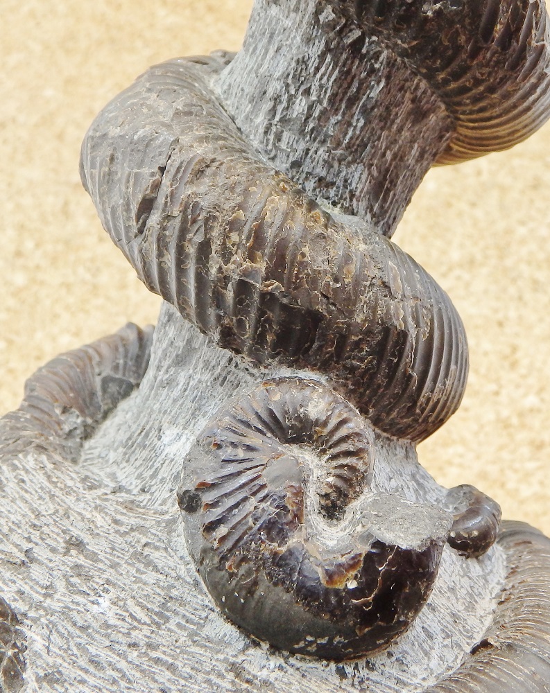 3種類の異常巻の化石です H032 国産 ユーボストリコセラス標本 異常巻 インテリア アンモナイト 化石 H032 インテリア 国産 レア 泉工房 店