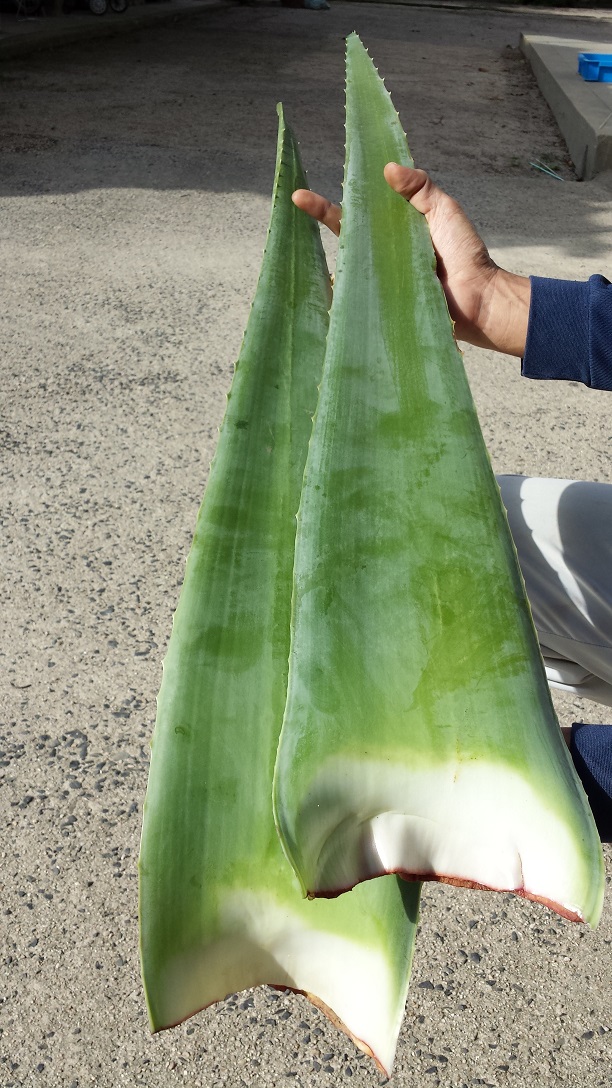 楽天市場 お試し 食用アロエ 出雲産アロエベラ生葉 1枚 長さ 約70cm 重さ 800g 1kg あろえん楽天市場店