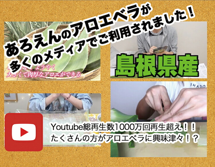 お徳用 食用アロエ 出雲産アロエベラ まいにちアロエ 500g 8パック 冷蔵カットアロエ 農家直送のカットアロエ 皮を剥く手間いらず 新鮮なアロエ を毎日食べていただけます 8パック4 000gとなります Clickcease Com