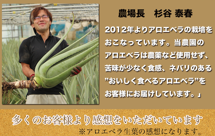 最新情報 お徳用 食用アロエ 出雲産アロエベラ まいにちアロエ 500g 8パック 冷蔵カットアロエ W 人気ショップが最安値挑戦 Almeidagomes Eng Br