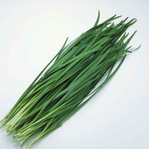 【本州 送料無料 箱売】 ニラ 100g 50袋入 高知・新潟県産他 | にら 韮 業務用 野菜 新鮮野菜 上越フルーツ|上越フルーツ 店