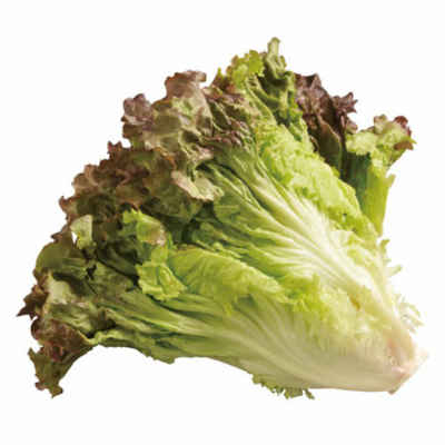 サニーレタス様 楽天市場】【税込 バラ売り】長野・茨城県産他 サニーレタス Lサイズ 1