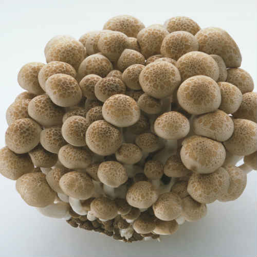 楽天市場 本州送料無料 箱売 ぶなしめじ 1株 30入 1箱 長野県産他 ブナシメジ シメジ しめじ ブナ 長野 業務用 野菜 新鮮野菜 上越フルーツ 上越フルーツ 楽天市場店