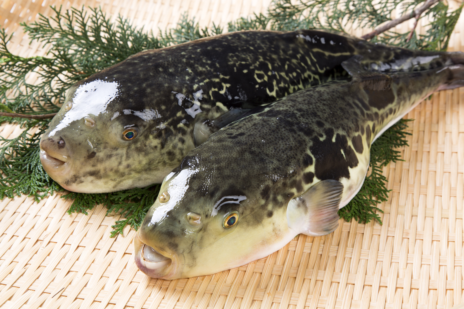 送料無料 とらふぐたたき 身皮盛りとらふぐ ふぐ たたき 皮湯引き 冷凍 誕生日 返礼品 ギフト プレゼント 贈り物 贈答 河豚 下関 国産 敬老の日 Amunche Tv