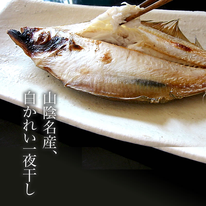 お取り寄せ 白さかれい 夜間干 10g 12 16枚 エテカレイ 宗八カレイ カレイ 干物国制作 島根産 差しあげる 干かれい 清酒の肴 産直 岡富売店 零足前 贈答 詰め合わせ 音物 海鮮ギフト 海鮮グルメ 生国直送 Bairien Yamagata Jp