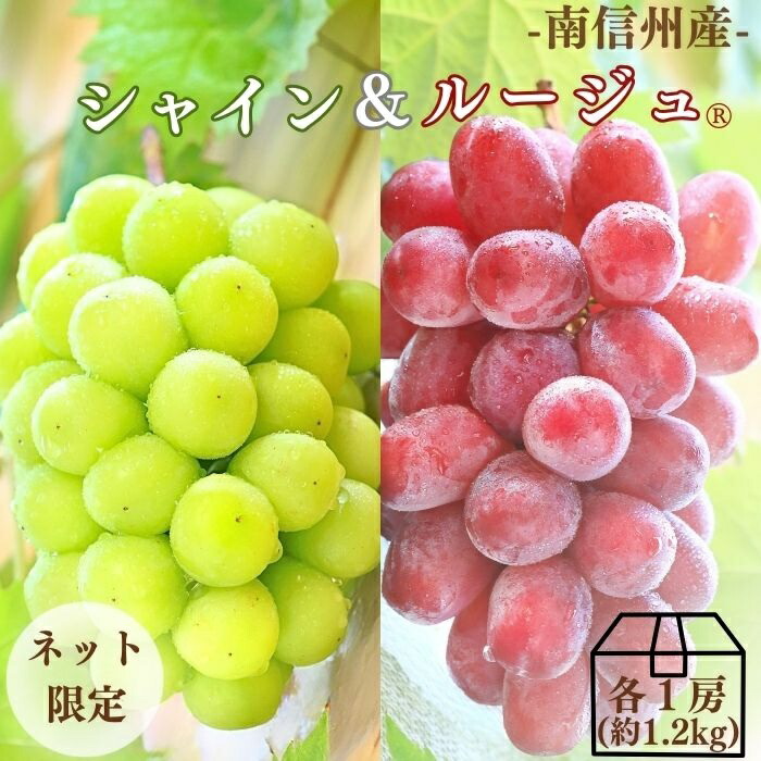 ぶどう シャインマスカット＆クイーンルージュMIX 約1.2kg (各1房) R024(冷蔵) ※9月中旬～発送 送料無料 皮ごと食べられる マスカット セット おいしい 種無し ブドウ 葡萄 果物 フルーツ 長野 国産 大粒 種なし ギフト 内祝い お祝い 贈り物 贈答用 JAみなみ信州 産地直送画像