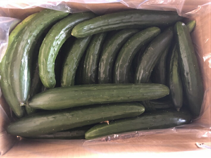 楽天市場 パーティー 飲み会でカジリまくり お得きゅうり大量５ｋｇ 漬物用 お買い得 栃木県産 産地直送 詰合せ セット 訳アリ ダイエット お歳暮 運動会 ｊａ佐野 楽天市場店