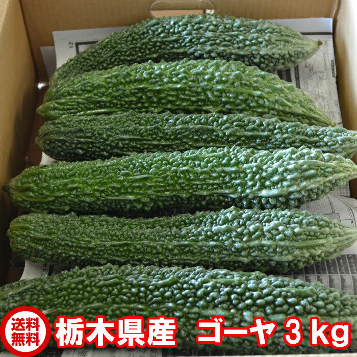 楽天市場】ゴーヤー（苦瓜） 2kg : 沖縄美味通販のたま青果