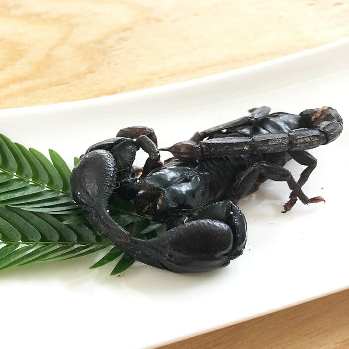 楽天市場 昆虫食 サソリ チャグロサソリ 6g 塩味 閲覧注意 高蛋白で低糖質 さそり 蠍 昆虫 食用 入門 Black Scorpion パーティーグッズ 罰ゲーム 宴会 Men S Jack 楽天市場 昆虫食 サソリ チャグロサソリ 6g 塩味 閲覧注意 高蛋白で低糖質 さそり 蠍 昆虫 食用 入門 Black Scorpion パーティーグッズ 罰ゲーム 宴会 Men S Jack