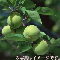【送料無料】上田さんちの「梅酒梅干用青梅（白加賀）」（約１０キロ）6月中旬頃からの発送【逸品館】「産地直送」
