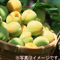 【送料無料】上田さんちの「梅酒梅干用青梅（南高梅）」（約１０キロ）6月下旬頃の発送【逸品館】「産地直送」