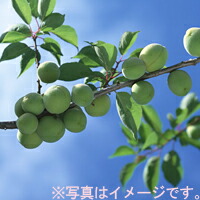 【送料無料】上田さんちの「手作り梅干用青梅（小梅）」（約４キロ）6月中旬頃～発送【逸品館】「産地直送」