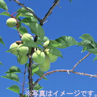 【送料無料】上田さんちの「梅酢梅エキス梅ジュース用青梅（キズあり）」（約10キロ）6月中旬から下旬頃の発送【ギフト館】「産地直送」