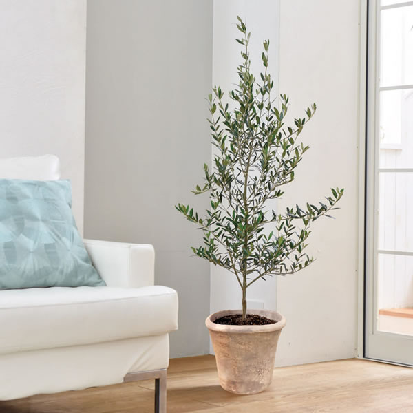 【送料無料】オリーブ素焼鉢植え　　Ｔ－Ｒ１５０ＯＬＩＶＥ【ギフト館】