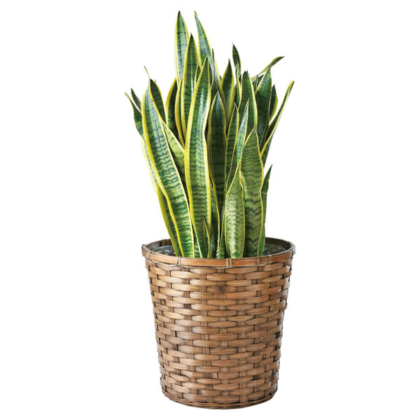 【送料無料】サンスベリア鉢植え　　Ｔ－Ｒ２００ＳＡＮＳ【ギフト館】