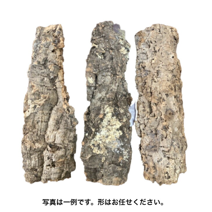 楽天市場】【cork-S1】バージンコルク コルク樹皮 Sサイズ 縦30-35 横