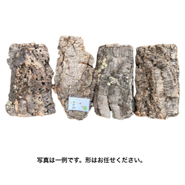 楽天市場】【cork-S1】バージンコルク コルク樹皮 Sサイズ 縦30-35 横