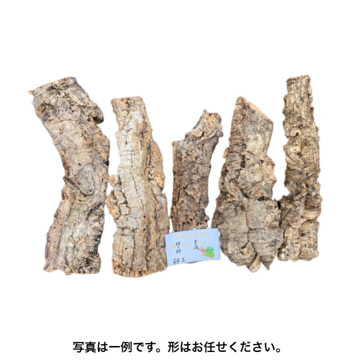 楽天市場】【cork-S1】バージンコルク コルク樹皮 Sサイズ 縦30-35 横