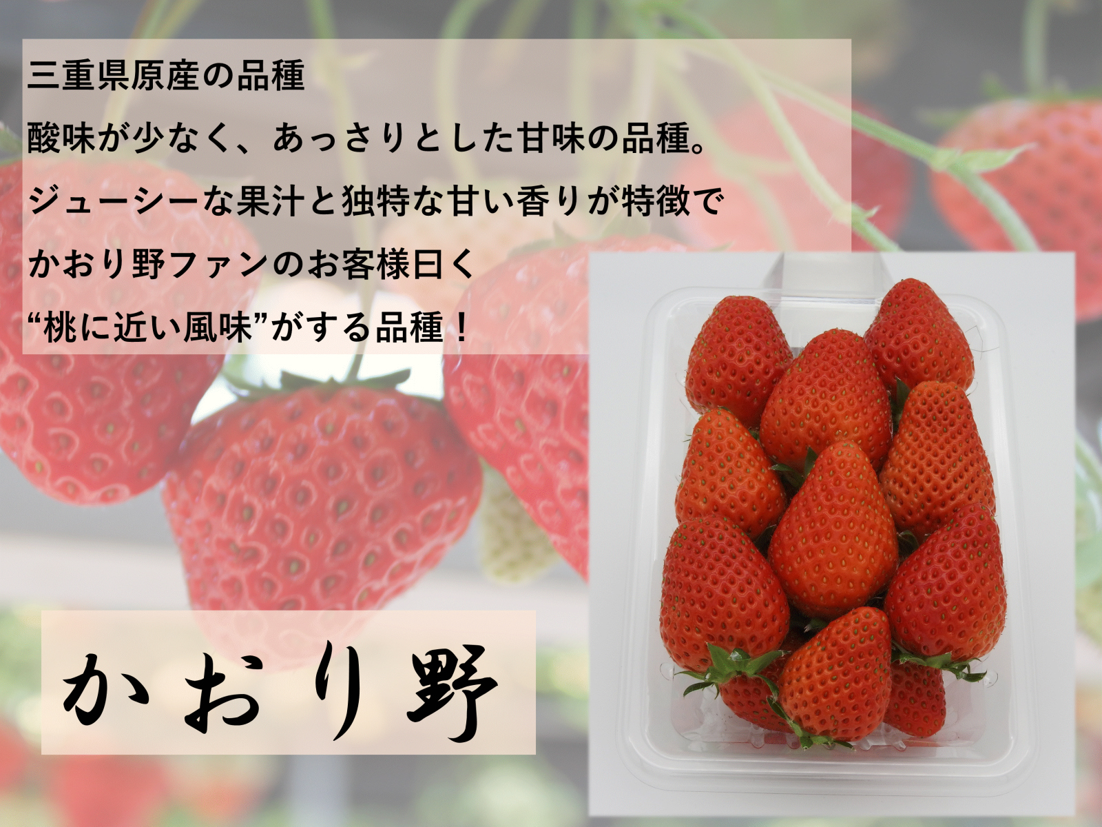 楽天市場 送料無料 イチゴ かおり野 静岡県産 ４パック 産地直送 国産 1キロ 苺 いちご 贈答用 果物 フルーツ ジャパンベリー