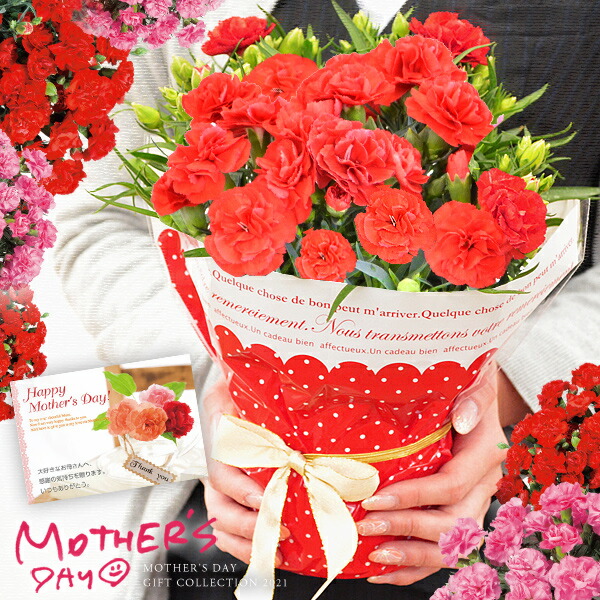 楽天市場 クレジットカード 後払い決済のみ受付可 母の日 プレゼント 母の日ギフト 送料無料 カーネーション 鉢植え 4号鉢 花 ギフト 早割 鉢花 花鉢 21 人気 ランキング おしゃれ 限定 ジャパンギフト