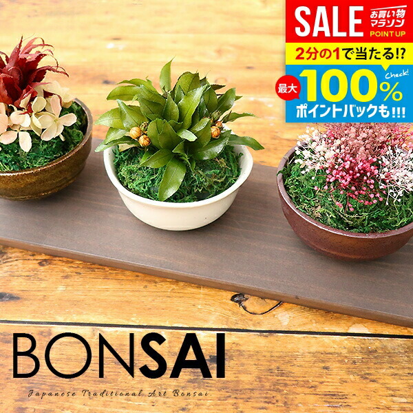 楽天市場】ミニ盆栽 おまかせ 12鉢セット 陶器鉢 鉢植え 鉢 植物 用土