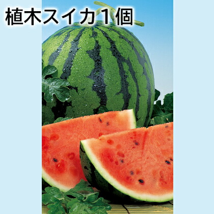植木スイカ１個 送料込み ギフト プレゼント 贈答 お取り寄せ お土産 (レビュー記入で300円OFFクーポン配布中)