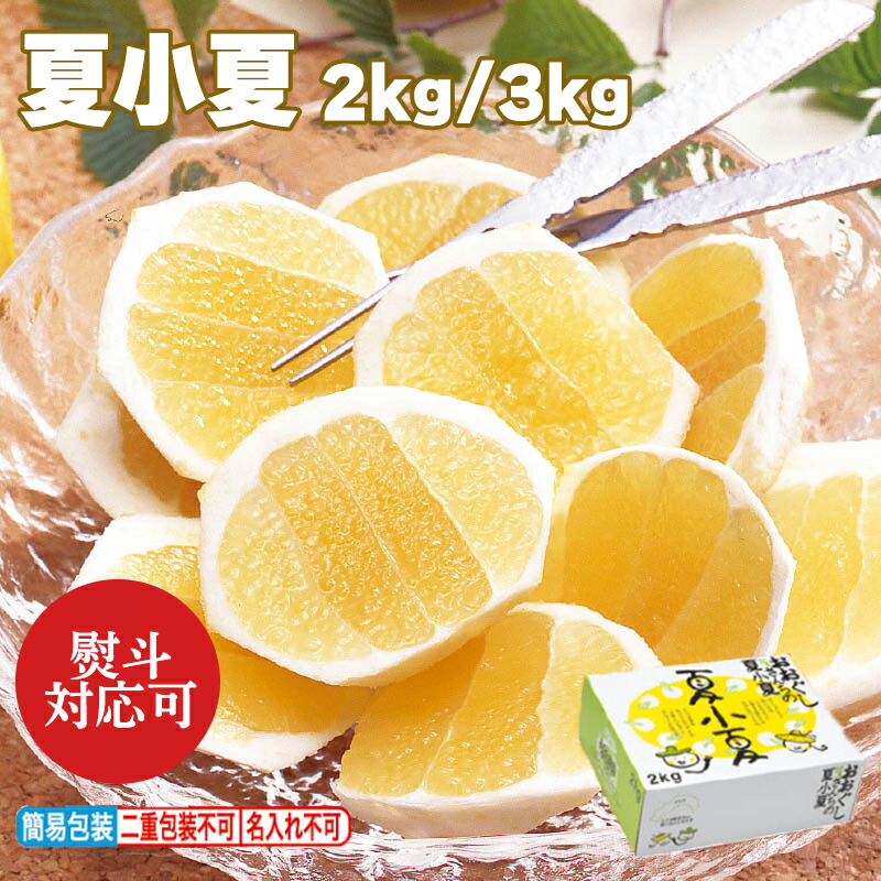 送料込】小さめサイズ お買い得！沖縄産 夜光貝47個 およそ20kg