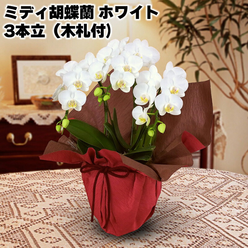 ミディ胡蝶蘭３本立（木札付） ﾎﾜｲﾄ ﾋﾟﾝｸ系 送料込み ギフト プレゼント 贈答 お取り寄せ お土産 (レビュー記入で300円OFFクーポン配布中)｜郵便局物販サービス