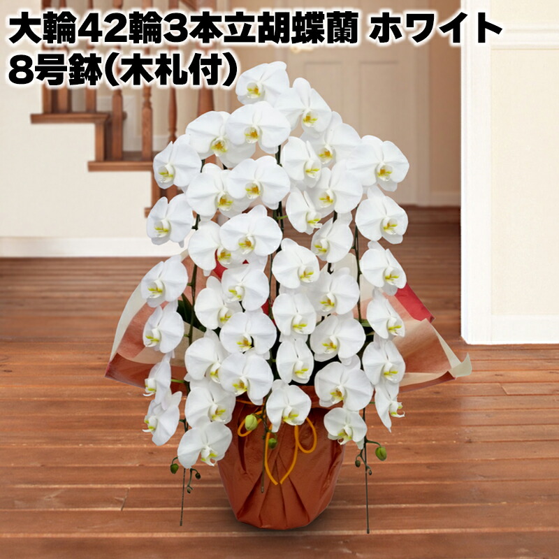 2026お中元特集