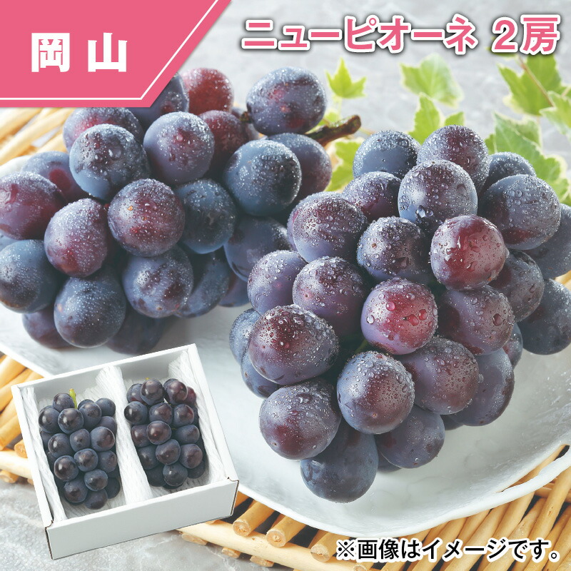 ニューピオーネ　２房 送料込み ギフト プレゼント 贈答 お取り寄せ お土産 (レビュー記入で300円OFFクーポン配布中)