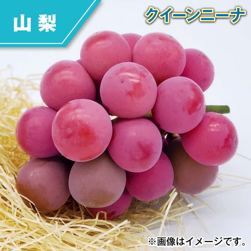 クイーンニーナ 送料込み ギフト プレゼント 贈答 お取り寄せ お土産 (レビュー記入で300円OFFクーポン配布中)｜郵便局物販サービス