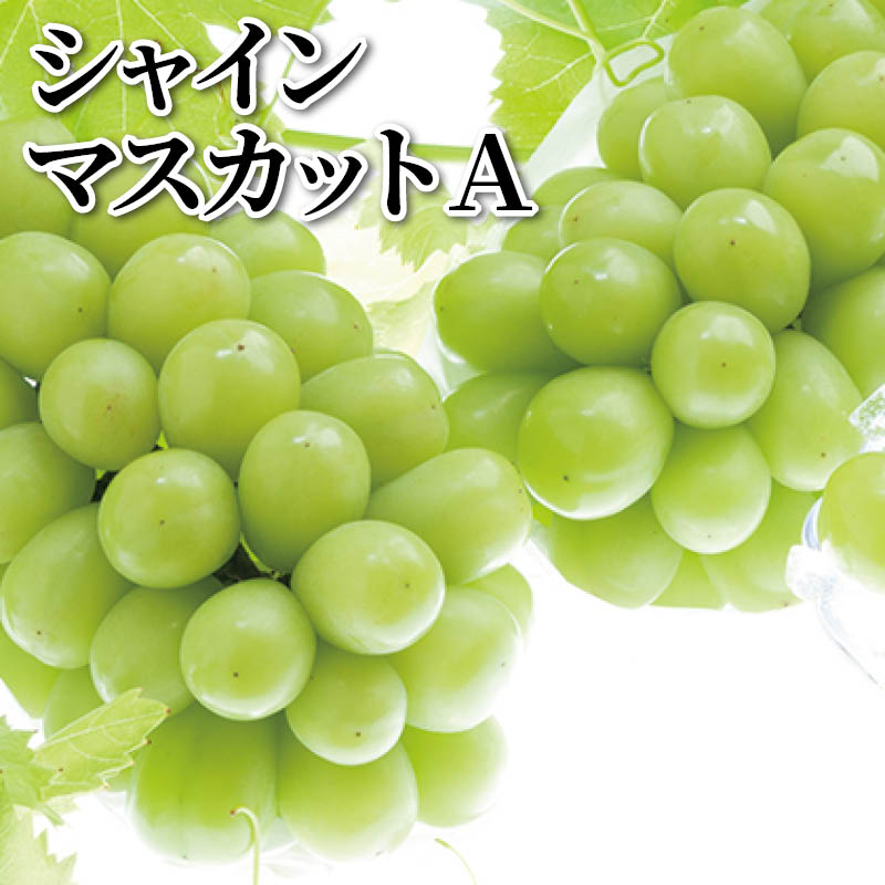 シャインマスカット A B 送料込み ギフト プレゼント 贈答 お取り寄せ お土産 (レビュー記入で300円OFFクーポン配布中)
