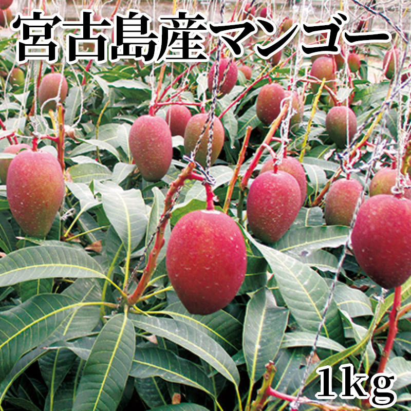 宮古島産マンゴー １ｋｇ ２ｋｇ 送料込み ギフト プレゼント 贈答 お取り寄せ お土産 (レビュー記入で300円OFFクーポン配布中)