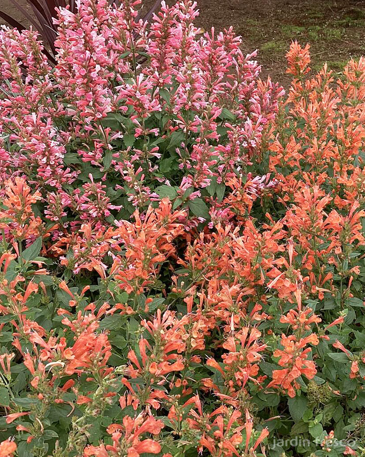 とにかくよく咲くアガスタチ