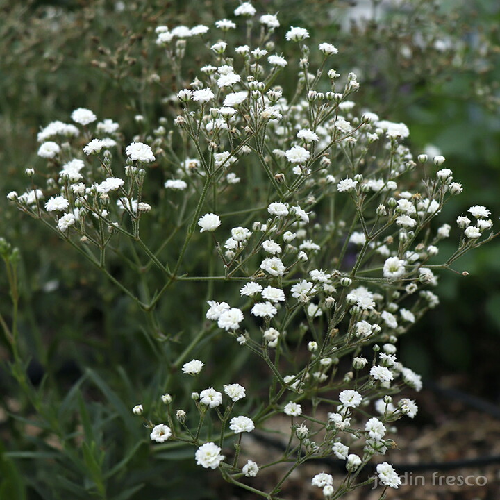 楽天市場】プレゼントに2025年6開花宿根かすみ草 ポット苗 サマー